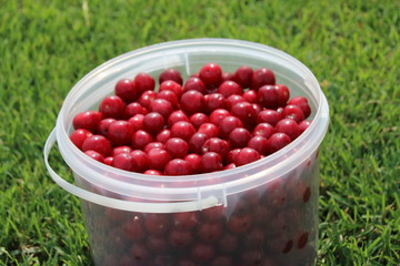 Plastic bucket with freshly collected ripe cherries on the mown lawn