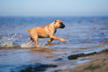 cane corso puppy running on a beach