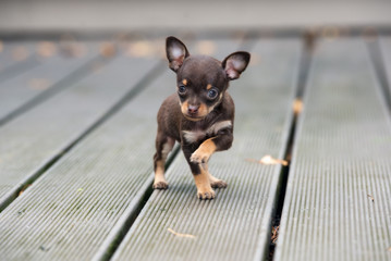 funny little puppy posing outdoors
