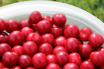 Freshly collected ripe cherries