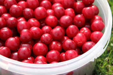 Freshly collected ripe cherries