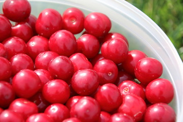 Freshly collected ripe cherries