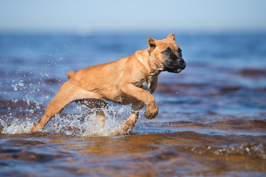 red cane corso puppy running in water