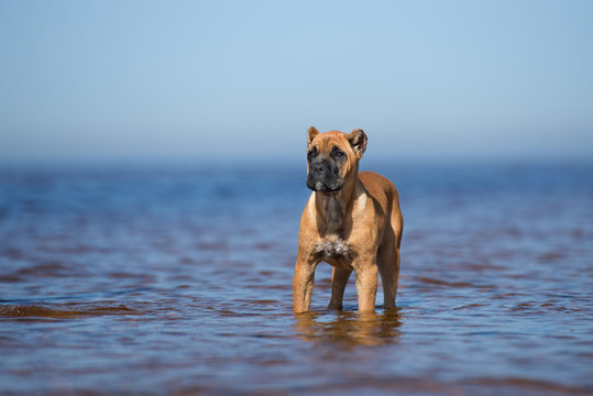 cane corso puppy standing in water