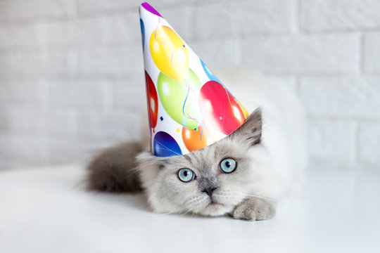 funny cat in a birthday hat