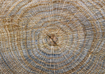 Cross section of tree trunk texture.Slice of wood timber natural background.Wood rings texture.Tree stump background.