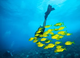 Photo sur Plexiglas Plonger Young woman scuba diver exploring sea bottom