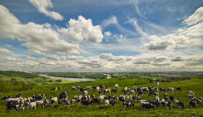 Fototapeta premium Cows on pasture grazing near the town.