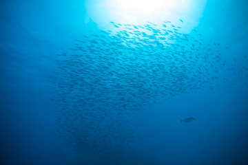 Fototapeta na wymiar Flock of fish in ocean