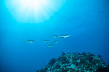 Fototapeta na wymiar Flock of fish in ocean