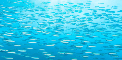 Flock of fish in ocean