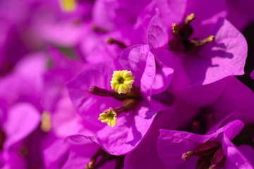 Pink Bougainvillea flowers