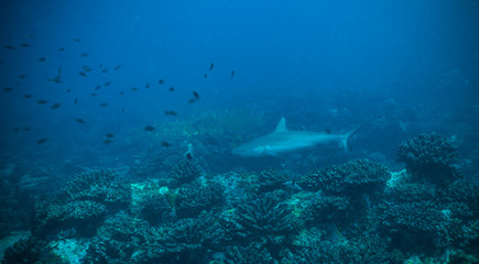 Reef shark flowing in coral bottom