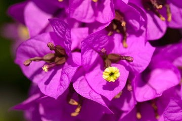 Pink Bougainvillea flowers