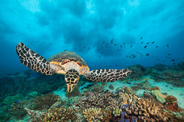 Obraz na płótnie Canvas Hawksbill Sea Turtle in Indian ocean