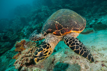 Hawksbill Sea Turtle in Indian ocean