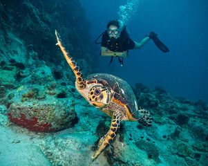 Scuba diver with Hawksbill turtle - obrazy, fototapety, plakaty