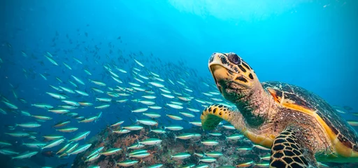Tuinposter Karetschildpad in Indische Oceaan © Jag_cz