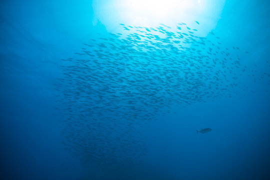 Flock Of Fish In Ocean