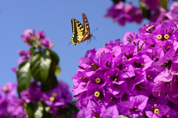 Pink Bougainvillea flowers