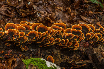 mushroom © ChanBad