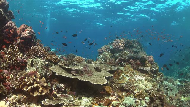 Colorful coral reef with a diver and plenty fish. 4k footage