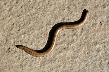 Blindschleiche