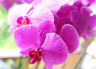 flowers pink orchid