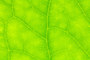 Leaf texture or leaf background for design. Abstract green leaf texture.
