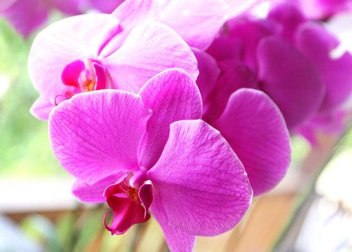 flowers pink orchid