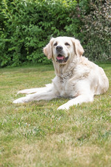 Front view portrait of the Golden Retriever dog lying on the lawn. The dog is looking at the camera.  Vertically. 