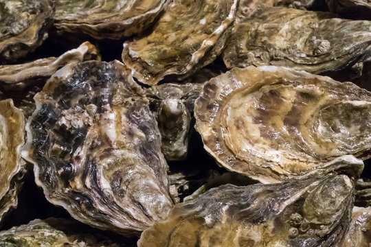 The group of fresh oysters at the fish market.