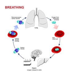 Respiration or Breathing