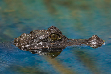 alligator