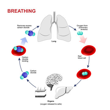 Respiration or Breathing