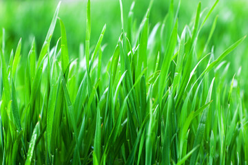 Fototapeta na wymiar Close up of fresh thick grass natural background