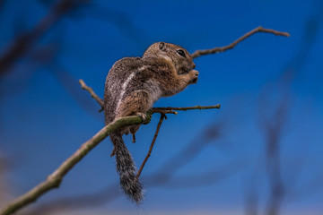 erdhörnchen