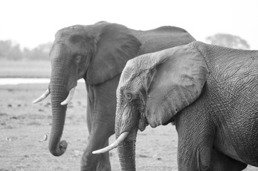 Elephants in South Africa