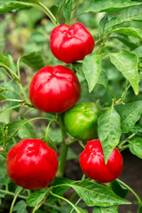 fresh red pepper bush