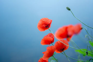 red field poppies on a blue background