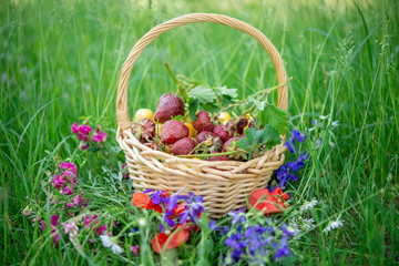 Fototapeta na wymiar basket of fresh berries in a green grass