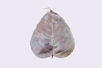 Bodhi leaf, Dry leaf on white background.