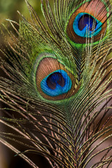 Colorful Indian Peacock tail eyes