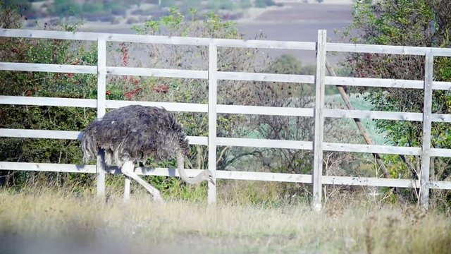 Ostriches walking along the fence in a farm
