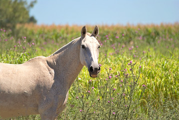 Obraz na płótnie Canvas White horse on a field with flowers