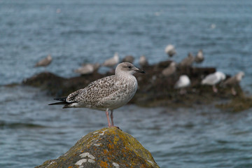Sea Birds