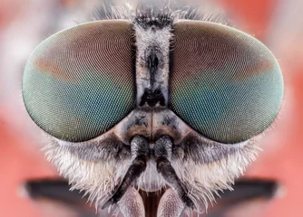 Glasschilderij Thema vlieg macro insect natuur dier oog kever dichtbij klein wild hoofd portret kleur scherp