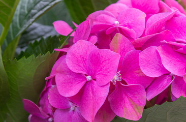 Fototapeta premium Fundo colorido com flores.