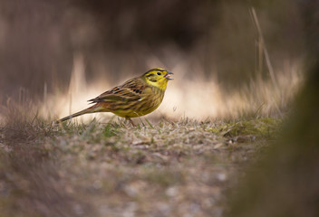 Yellowhammer