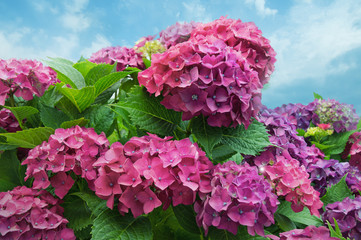 Hydrangea flowers against the sky